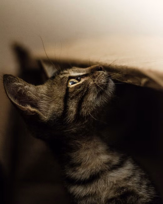 Catnip Erva do Gato