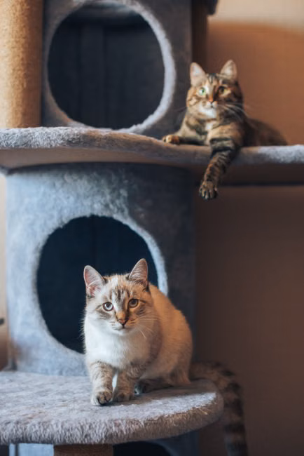 Arranhador para Gatos